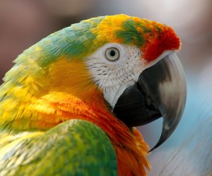 Parrot Island Sanctuary