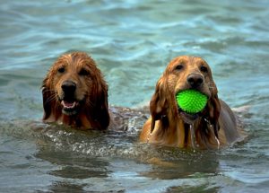 dog-friendly beach